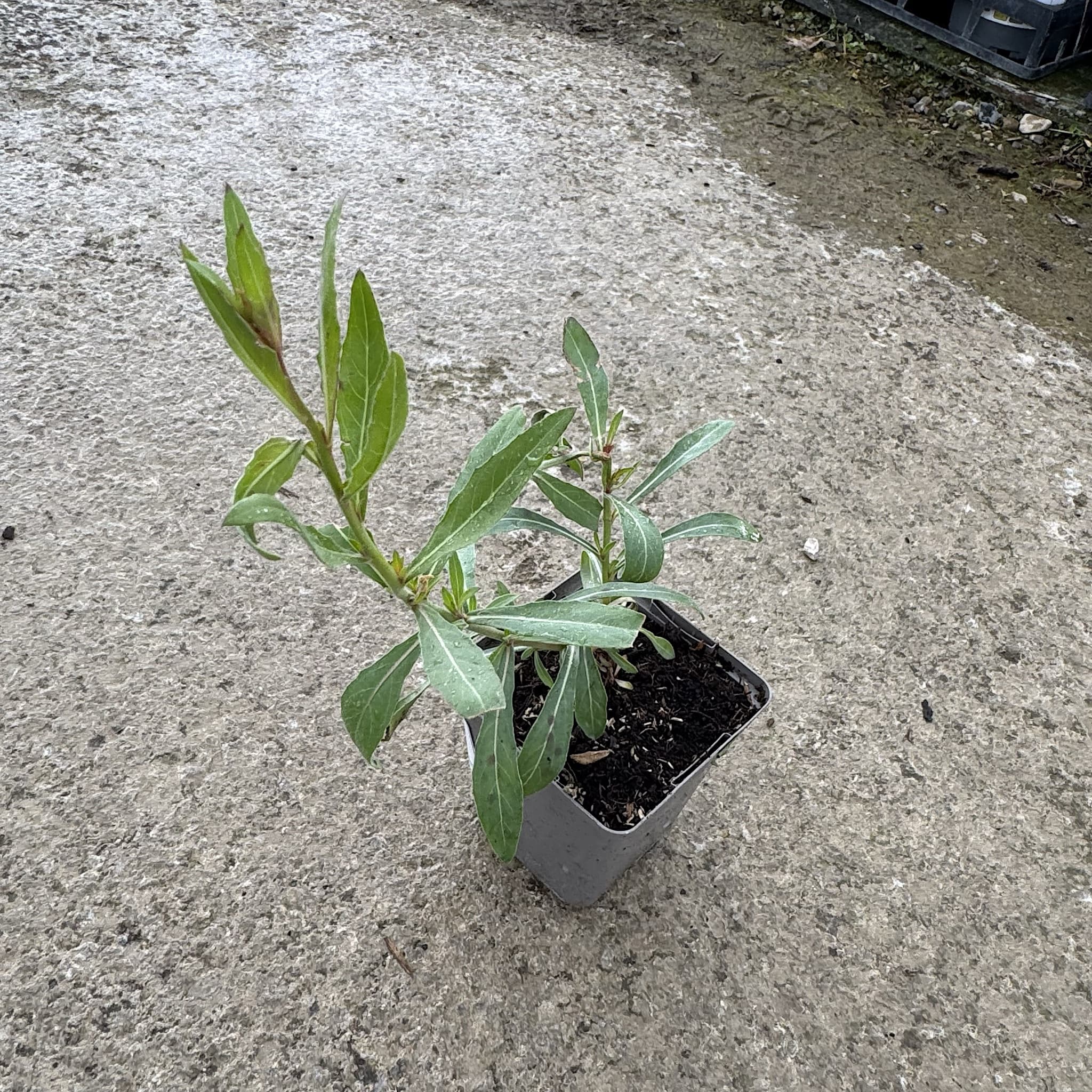 Thumb 4